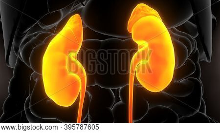 3d Illustration Of Human Urinary System Kidneys Anatomy