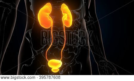 3d Illustration Of Human Urinary System Kidneys Anatomy