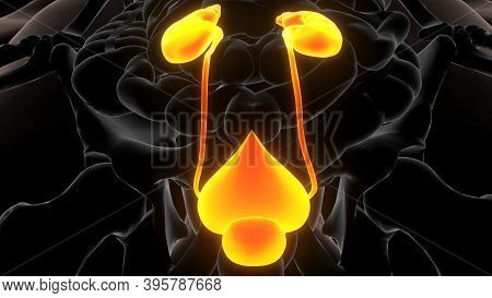 3d Illustration Of Human Urinary System Kidneys Anatomy