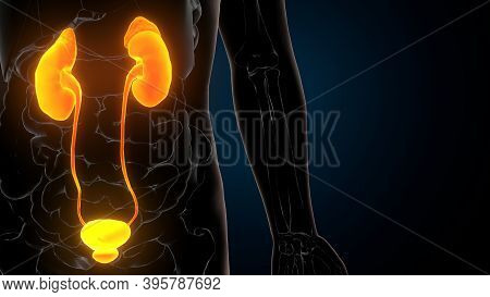 3d Illustration Of Human Urinary System Kidneys Anatomy
