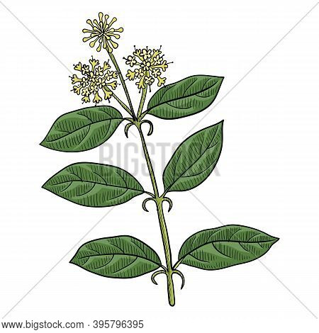 Vector Drawing Cats Claw, Uncaria Tomentosa , Hand Drawn Illustration Of Medicinal Plant