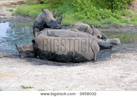 weiße Nashörner in Mud hole