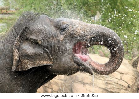 Elephant Drinking Water