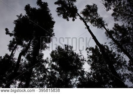 Beautiful Silhouette Effect Of Tree Against Evening Sky. Photographed In Yercaud, Tamil Nadu, India