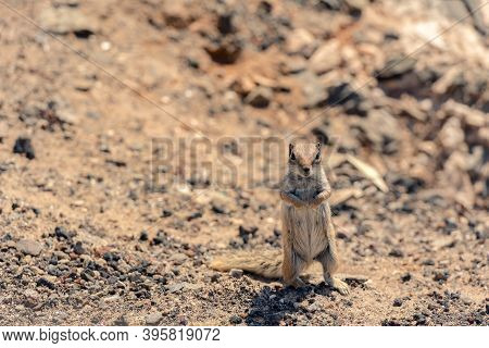 Cute Little African Ground Squirrel On A Background Of Stones In Fuerteventura, Spain.