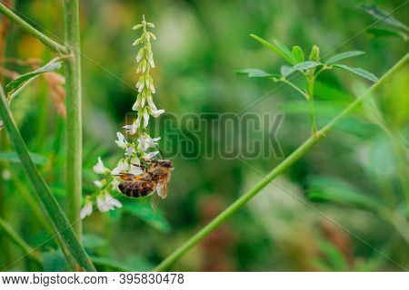 Melilotus Albus, Honey Clover, White Melilot, Bokhara Clover, White Clover With A Bee Blooming In Th