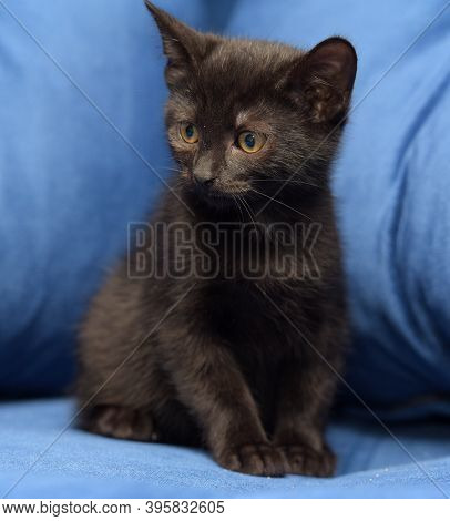 Cute Black Kitten On A Blue Background