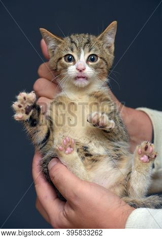 Punished Tabby Kitten Is Held By The Scruff Of The Neck