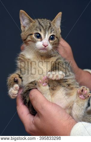 Punished Tabby Kitten Is Held By The Scruff Of The Neck