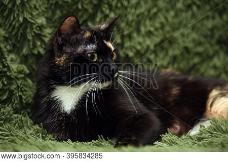 Black With Red And White Cat On A Green Background