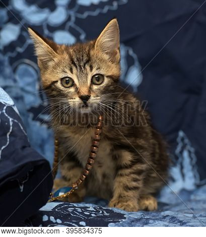 Cute Brown Striped Kitten On A Blue Background With A Beads On His Neck