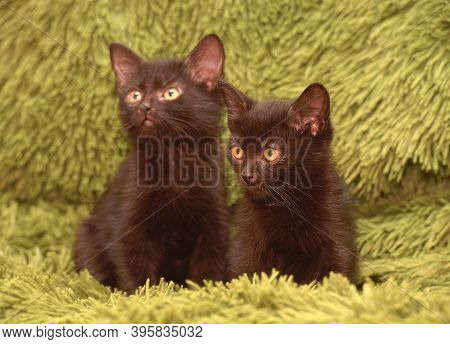Wo Cute Little Black Kittens Together On A Green