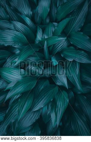 Relaxing Dark Textured Tidewater Green Garden Leaves Background