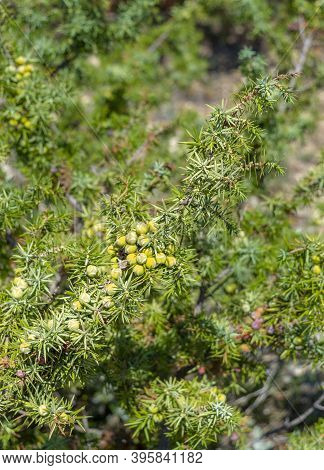 Leaves And Cones Of Juniper (juniperus Oxycedrus). Close-up Of Juniper Branch With Green Cones In Su