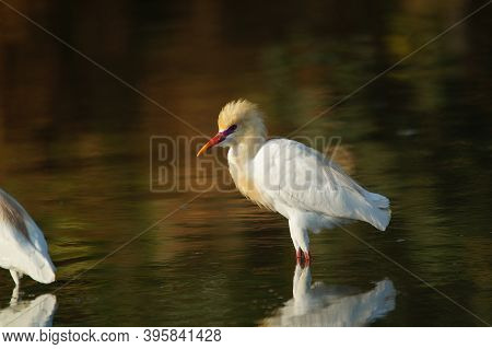 Cattle Egret Are Looking For Food In The Riverbank