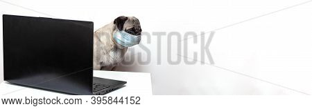 Pug Dog In Medical Mask Works As A Doctor At A Laptop. Concept Of A Doctor Dog. Place For Text. Copy