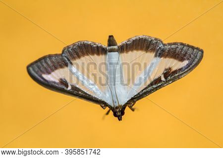 The Box Tree Moth, Cydalima Perspectalis, Is A Small Butterfly From The Crambidae Family And Destroy