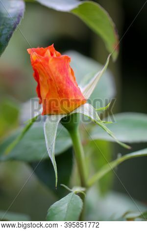 A Rose Blossom On A Rose Bush.