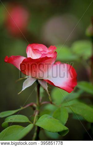 A Rose Blossom On A Rose Bush.