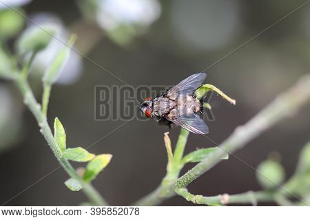 A Close Up Of A Fly. There Are Countless Types Of Flies.