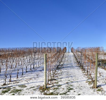 Winery In Winter