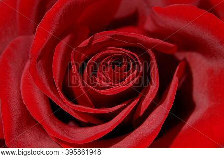 Beautiful dark red rose front view closeup background texture of petals