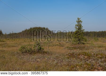 Territory Of Sestroretsk Swamp Reserve. Saint-petersburg. Russia