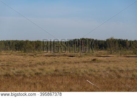 Territory Of Sestroretsk Swamp Reserve. Saint-petersburg. Russia