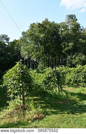 Brookfield, Ct - Aug 8: Digrazia Vineyards In Brookfield, Connecticut, As Seen On Aug 8, 2020.
