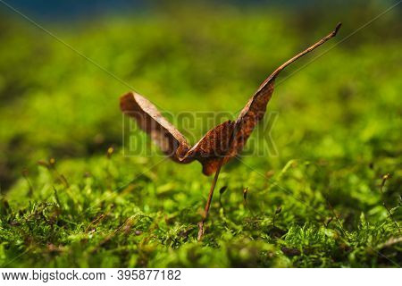 Green Moss- Beautiful Background