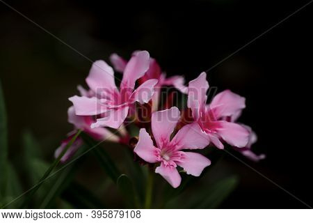 Nerium Oleander, Blooming Pink Oleander Flower, Bouquet Of Pink Blossom Oleander In The Garden On Da