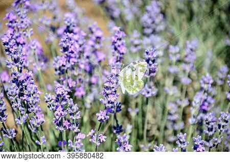 White And Yellow Butterfly In Blue Violet Levandula Flowers Close Up
