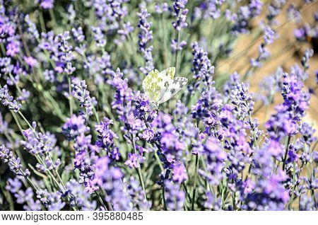 White And Yellow Butterfly In Blue Violet Levandula Flowers Close Up