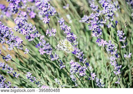 White And Yellow Butterfly In Blue Violet Levandula Flowers Close Up