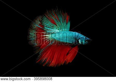Swimming Action Of Betta, Siamese Fighting Fish, Colourful Betta, Pla-kad (biting Fish) Thai; Half M