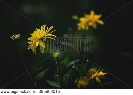 Thymophyllia,yellow Flowers, Natural Summer Background, Blurred Image, Selective Focus
