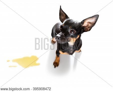 Prague Ratter Dog Being Punished For Urinate Or Pee  At Home By His Owner, Isolated On White Backgro