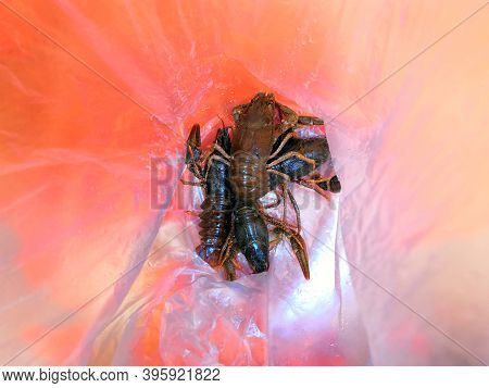 A Group Alive Crawfish In Paper Bag
