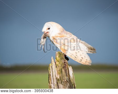 Close Up Of A Barn Owl With A Mouse