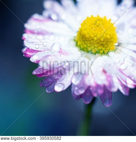 Square Toned In Purple Colores Abstract Floral Backdrop With Delicate Pink Daisy Flower With Waterdo