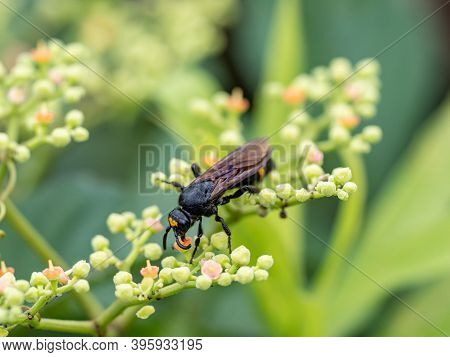 A Black Japanese Scolia Wasp, Scolia Fascinata Or Carinoscolia Melanosoma, Hunts Through The Small B