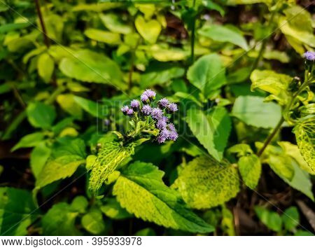 Ageratum Conyzoides Is Native To Tropical America, Especially Brazil, And Considered An Invasive Wee