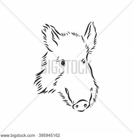 Sketch Grunge Wild Boar In The Profile.stock Vector Illustration., Wild Boar Vector Sketch Illustrat