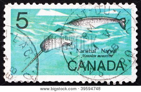 Briefmarke Canada 1967 mÃ¤nnliche Narwal, Monodon Monoceros, Wal