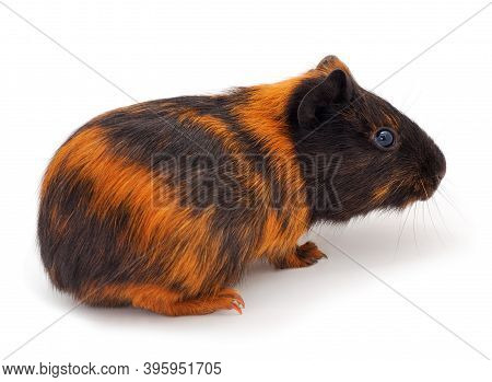 Guinea Pig Isolated On White Background. Funny, Guineapig.