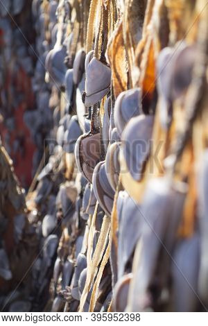 Empty Sea Shells, Seashells Or Shells From An Animal At The Beach