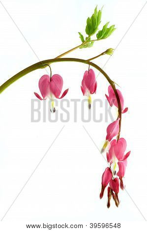 Dicentra Flower
