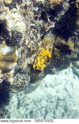 A Polycarpa Aurata In The Sea Of Togian Islands
