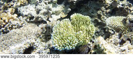 A View Of Coral Reef In The Sea