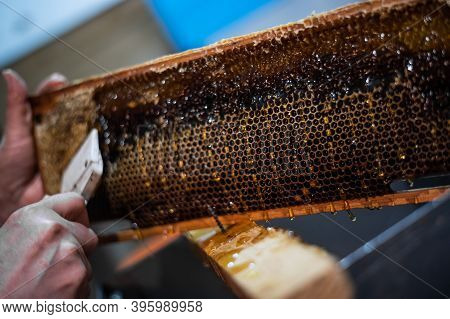 Uncovering The Honeycombs With The Scraper By Hand, Honey Harvest.
